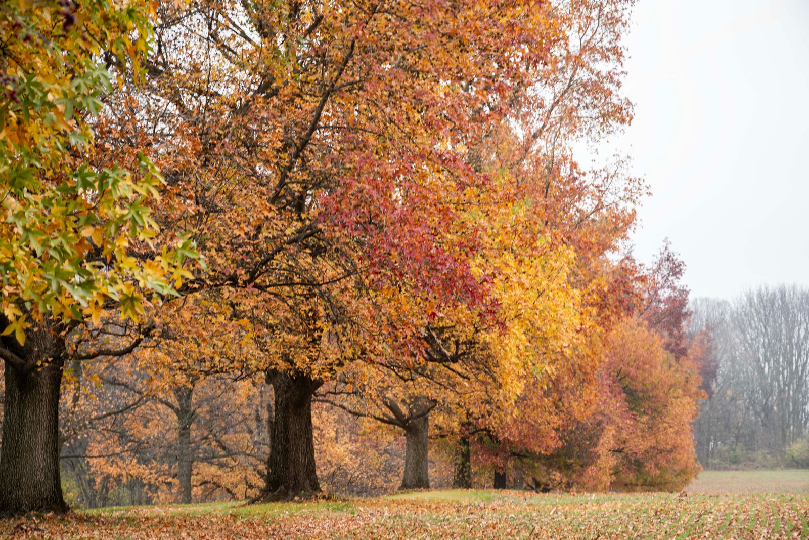 Autumn: A Season to Pause, Reflect and Reconnect