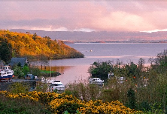 View across the inlet to Lisloughrey harbour on Lough Corrib, with moored boats and yellow gorse in the foreground